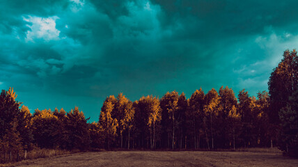 forest on the slope of a field at sunset