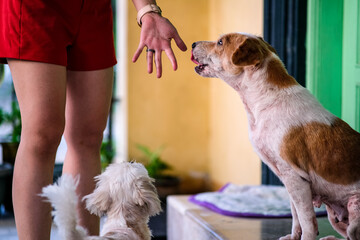 Brown dog playing with the owner.