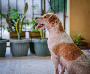 Brown dog sitting on the floor, tongue out.