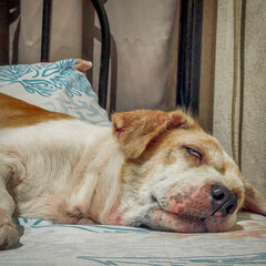 Close-up view of a white and brown dog sleeping.