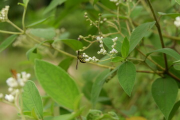 photography of a flower plant which has the Latin name clibadium surinamense