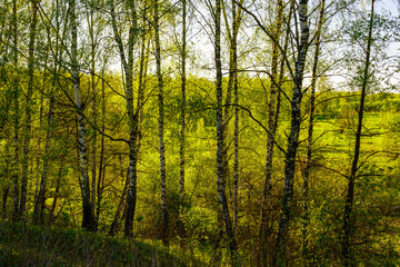 Sunset or sunrise in a spring birch forest with bright young foliage glowing in the rays of the sun and shadows.