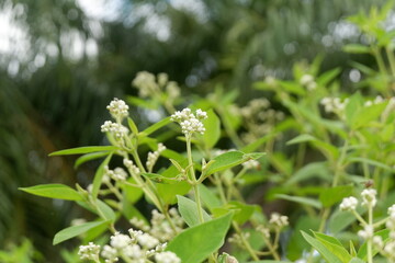 photography of a flower plant which has the Latin name clibadium surinamense