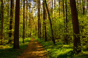 Sunbeams streaming through the pine trees and illuminating the young green foliage on the bushes in the pine forest in spring.