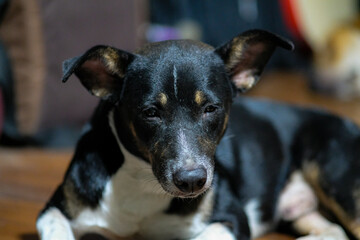 Black dog sitting on the wooden floor.