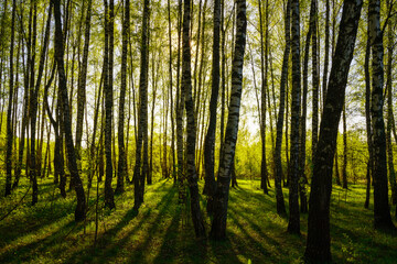 Sunset or sunrise in a spring birch forest with bright young foliage glowing in the rays of the sun...