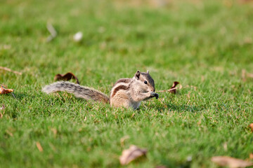 Charming little chipmunk sitting on green grass lawn and eats nuts, fluffy tailed tiny park dweller...