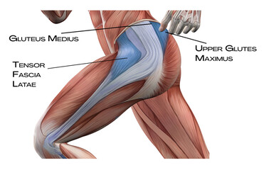Lateral Line of th thigh - upper glutes maximus, gluteus medius, tensor fascia latae