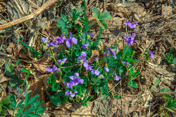 Yellow flowers bloom in spring in the forest. Snowdrops. blue buttercups. Abstract field landscape.spring-summer concept. close-up and blurred forest background. Idyllic nature. orchid flower