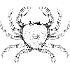 Fototapeta premium Hand drawing ink marine Crab fish. Sketch painting animal. PNG transparent background.