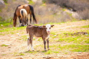 Obraz premium A cow and a newborn calf graze on a pasture in a green meadow. The concept of animal husbandry and organic food.