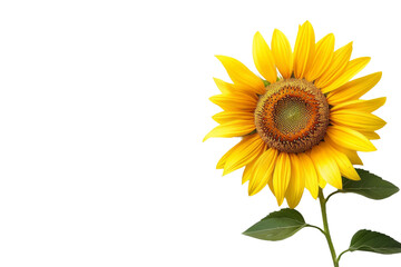 Sunflower on White Background