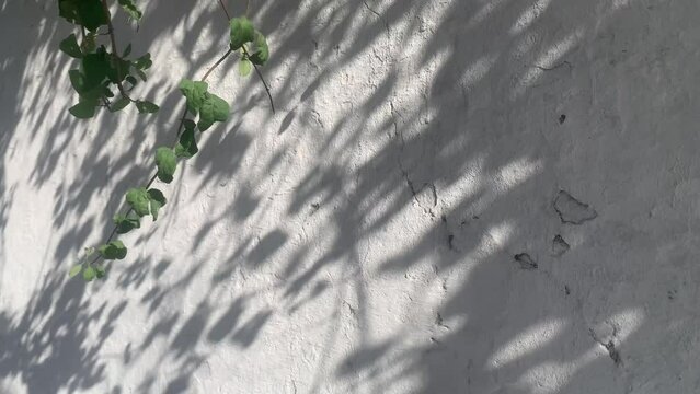 Reflections of green leaves of trees. Natural sun shadows overlay on white texture of old weathered wall background. Abstract 4k video backdrop.
