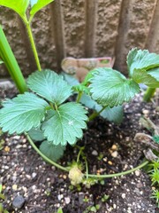 White strawberry seedlings