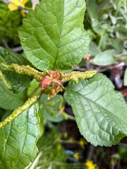 Mulberry leaf