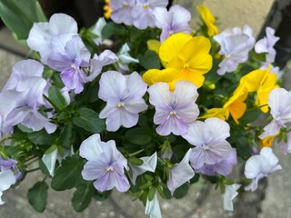 Pansy Viola Purple × Yellow