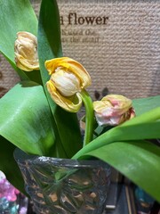 Tulips that did not fully grow