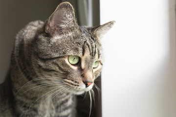Cute domestic cat looks out the window with curiosity