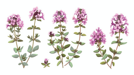 Thyme flowers. Thymus vulgaris blooming herbal plant.