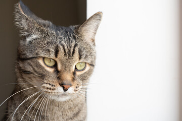 Obraz premium close up portrait of a cute cat