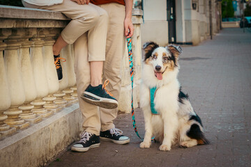 Cute pure breed Aussie dog is sitting on leash near its owners.