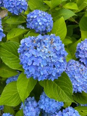 blue and yellow flowers