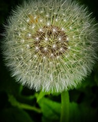 dandelion