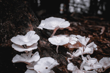 white fungus that grows on dead fallen trees