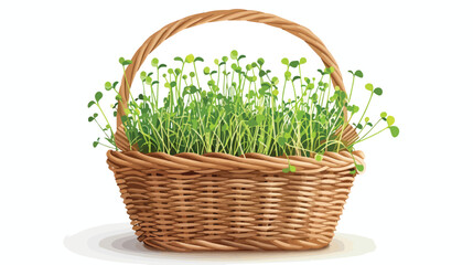 Wicker basket with fresh micro green on white background