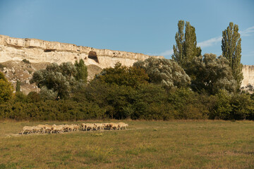 Flock of sheep grazing in picturesque field with rock wall and trees in background for travel and...
