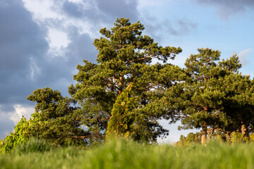 Fototapeta premium Lush green pine trees under a dynamic sky in spring