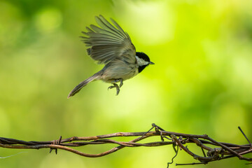 Carolina Chickadee Hoping on a wire