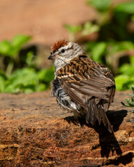 Chipping sparrow