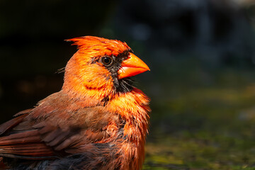Male Cardinal