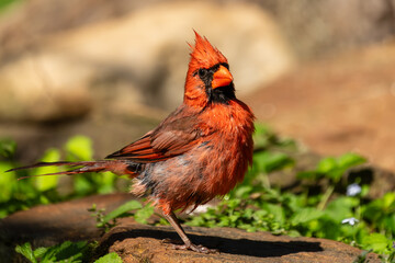 Male Cardinal