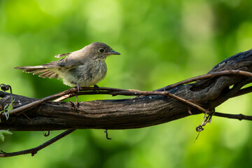 Juvenile Phoebe Perched on a vine