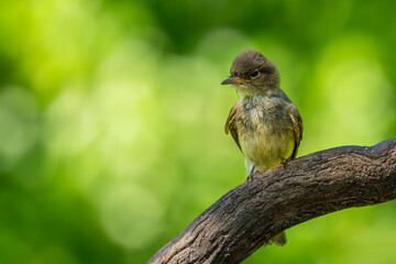 Juvenile Phoebe Perched on a vine
