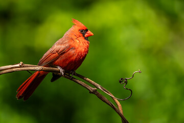 Male Cardinal perched on a vine