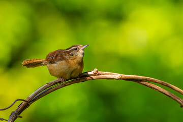 Carolina wren perched on vine