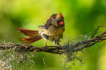 Female Cardinal perched on a vine after a bath