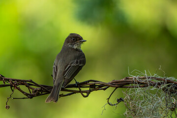 Phoebe Perched on a vine