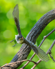 Phoebe Perched taking off with worm to feed babies