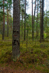 A tranquil forest scene featuring tall pine trees with lush green underbrush. The main focus is a unique tree trunk that naturally resembles a human face, adding a touch of mystery and wonder to the