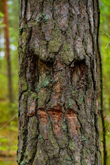 A tranquil forest scene featuring tall pine trees with lush green underbrush. The main focus is a unique tree trunk that naturally resembles a human face, adding a touch of mystery and wonder to the