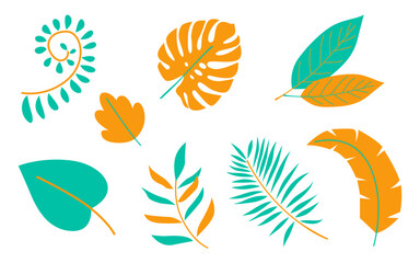 Monstera and palm leaves collection isolated on white background. Exotic and botanical plant element