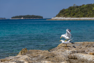 Two white seagulls sit on the stones by the sea, birds' mating season Adriatic