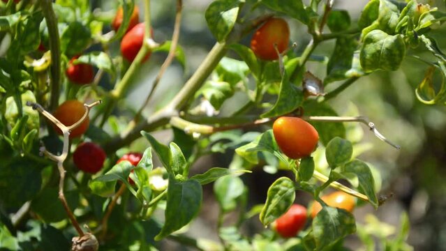 close up of pepper on a tree, natural organic chili plant leaf