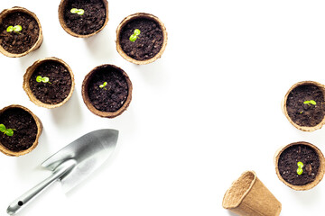 Set of peat pots with seedlings. Gardening and planting at home