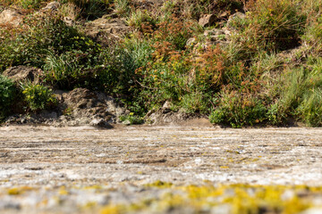 footpath in the field