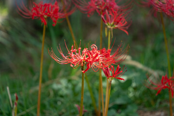 秋の野に咲く彼岸花